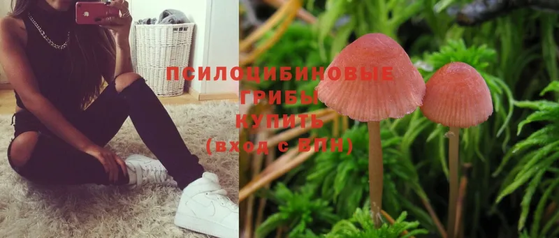 Галлюциногенные грибы Psilocybe  Зерноград 